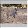 Picture of kudu bull