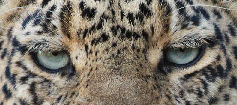 Leopard's eyes, close-up, Mashatu Game Reserve, Botswana