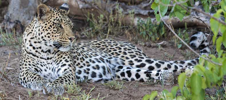 Leopard relaxing in shady spot, Mashatu Game Reserve, Botswana