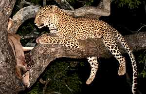 Leopard with prey in tree