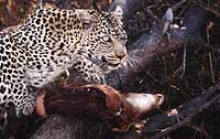 leopard with impala