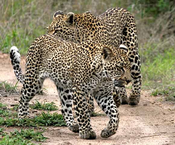 Leopard mother and sub-adult cub