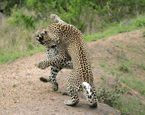 Leopard siblings learn hunting skills