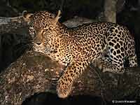 Night Shot of Leopard in Tree