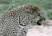 Leopard snarling, Elephant Plains, South Africa