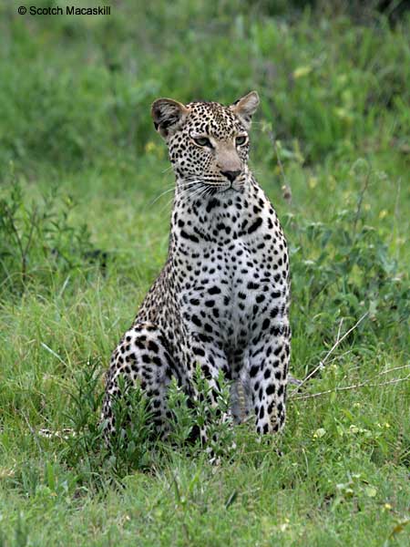 Leopard sitting in green grass keeps eye on surroundings