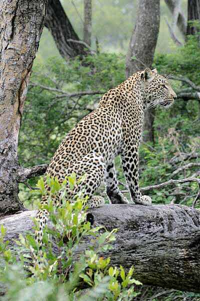 Leopard sitting on tree stump
