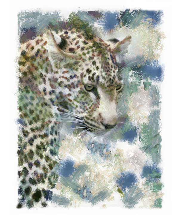 Portrait of Leopard looking downwards, digitally painted  