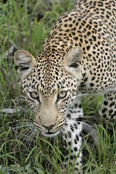 Leopard looking at camera