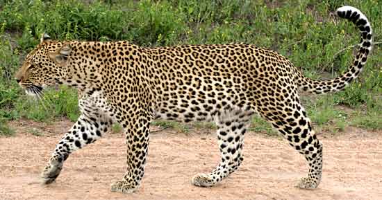 Leopard full figure, side view
