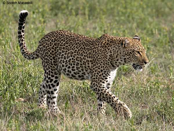 Leopard walking in grassland