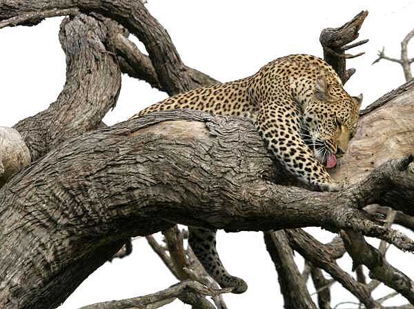 Leopard relaxing on top of wall