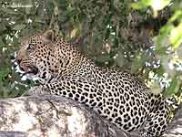 Male Leopard Lying on Tree Branch