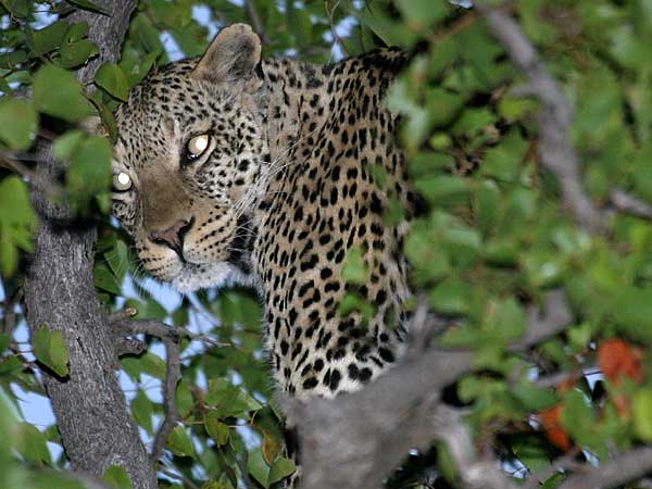 Leopard hiding in tree