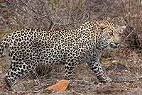 picture of leopard