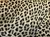 Picture of leopard's spots