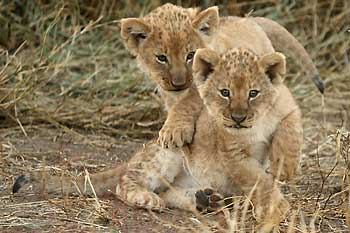 Baby Lion cubs playing