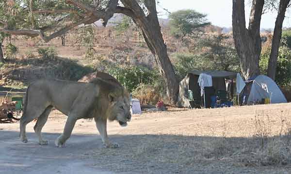 Male lion visiting our camp, Ruaha National Park, Tanzania