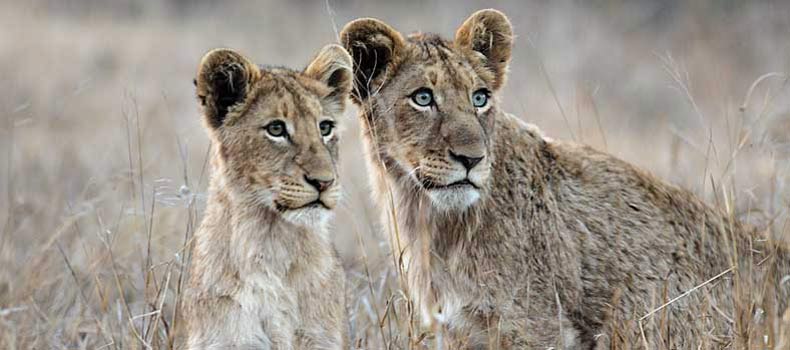 Pair of young lions on alert, Kruger National Park, South Africa