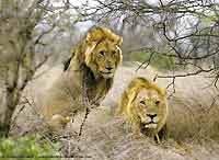 Pair of male lions