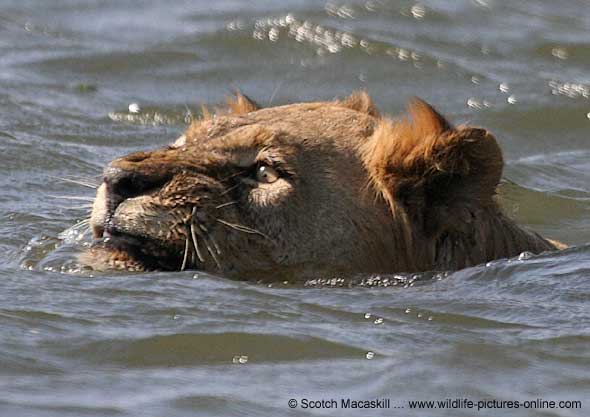 Lion swimming in Zambezi River