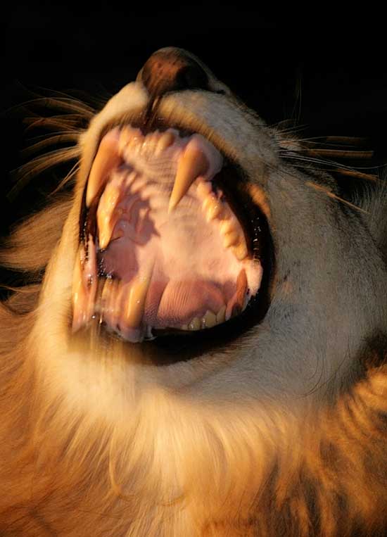 Lion showing its fangs