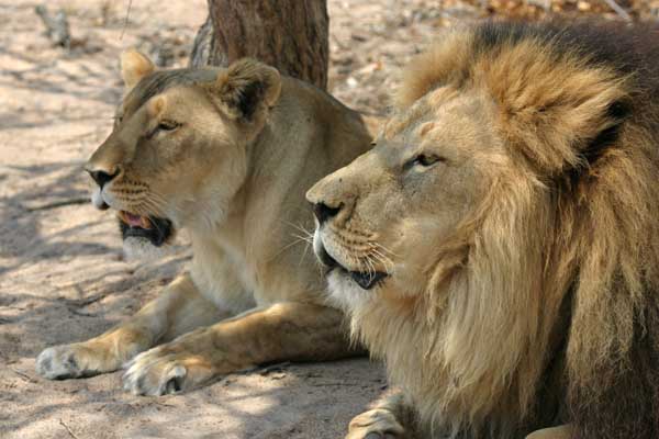 Lion pair resting together in shady spot