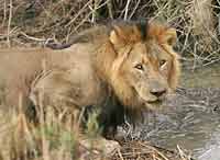 Lion male at waterhole