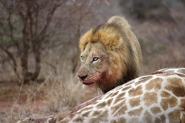 Lion male feeding on giraffe