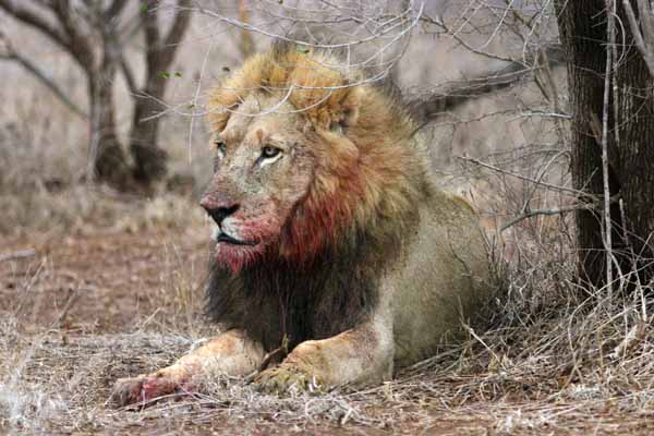 Lion male with bloody face