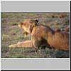 Picture of lioness