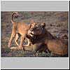 Picture of lioness and cub