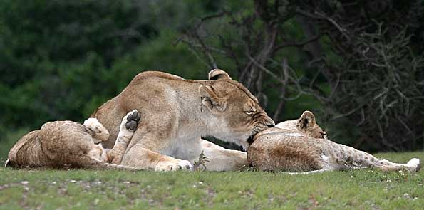 Lioness grooming cub