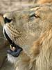 Picture of lion's nose and mouth