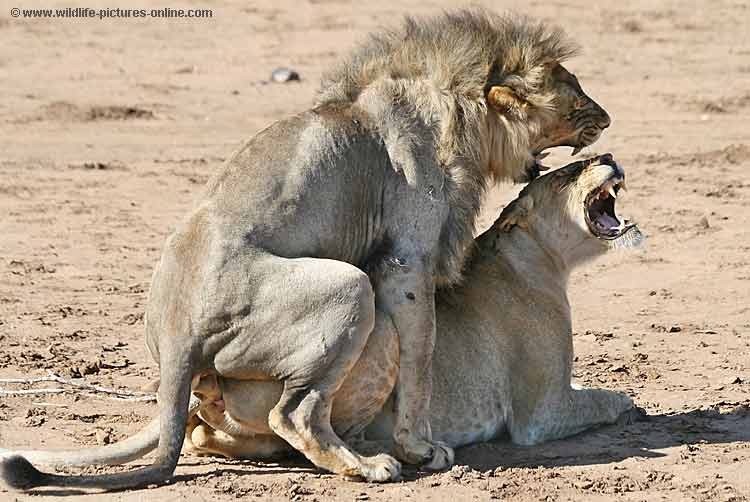 Lions Mating, Mashatu Game Reserve, Botswana