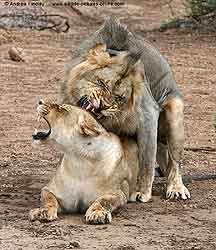 Lions mating, front-on view