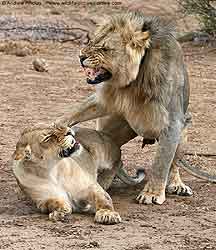 Male lion dismounts after mating with female