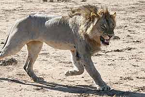 Lion male following female