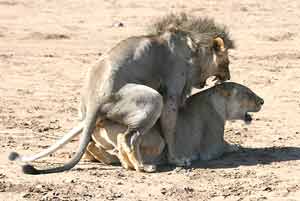Lion pair mating