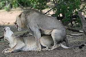Lions mating, Mashatu Game Reserve