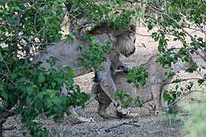 Lions mating in forested area