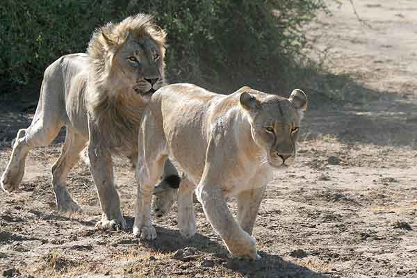 Lion following female lion 