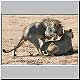 male lion mounting lioness