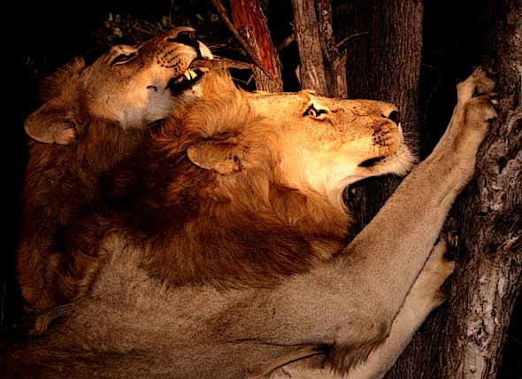 Lions sharpening their claws on tree trunks