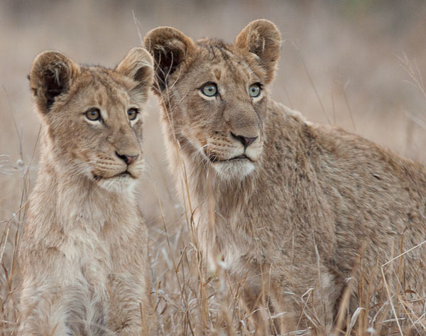 Young lions look up in alarm, Kruger Park