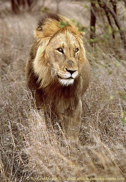 Lion standing, front-on view, Kruger National Park, South Africa