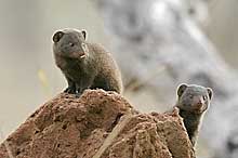 Dwarf mongoose pair