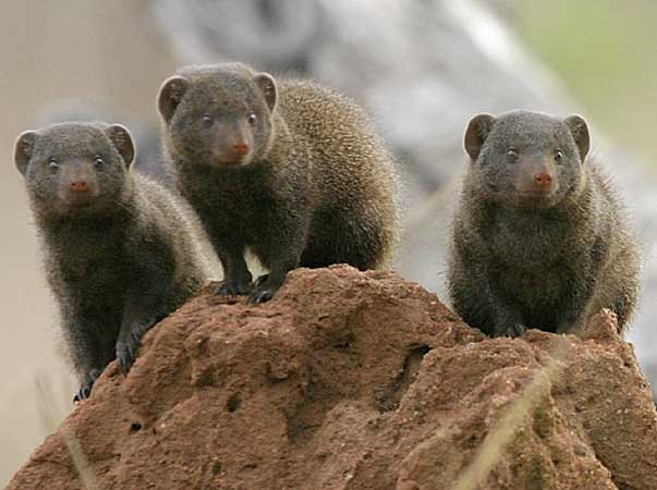 Dwarf mongoose trio on top of termite mound