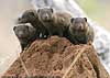 Photo of Dwarf Mongooses on termite mound