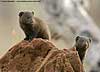 Dwarf mongoose group 